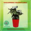 Calathea Mokoyana