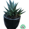 Haworthia fasciata