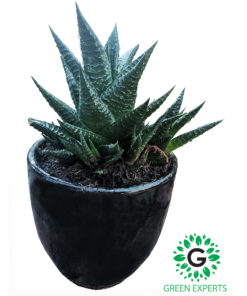 Haworthia fasciata