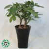 Schefflera Bonsai