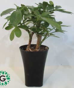 Schefflera Bonsai