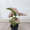 Aglaonema Pink