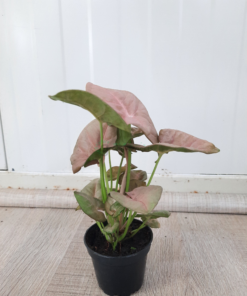 Aglaonema Pink