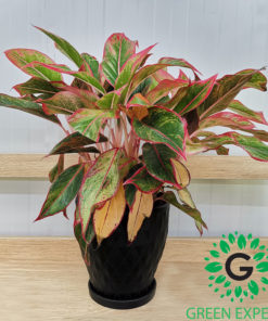 Aglaonema Mix Pink