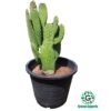 Cactus Multifingers