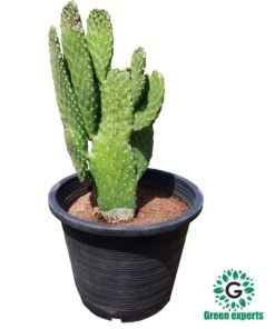 Cactus Multifingers