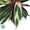 Calathea Stromanthe Triostar 60cm