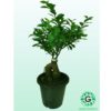 Ficus Bonsai 6L