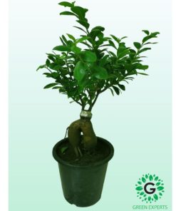 Ficus Bonsai 6L