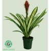 Guzmania / Vriesea