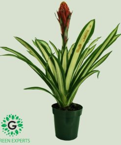 Guzmania / Vriesea
