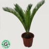 Cycas Revoluta 70cm