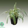 Pandanus veitchii