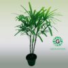Rhapis excelsa 120cm