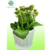 Kalanchoe pink