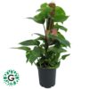 Money Plant 50cm