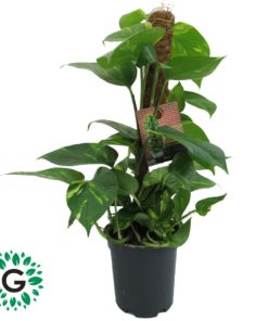 Money Plant 50cm