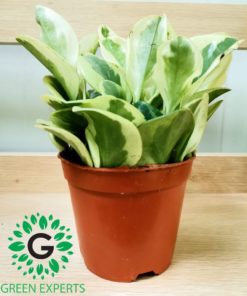 Peperomia White Marble