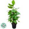 Scindapsus 120cm