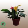Philodendron 25cm فيلوديندرون