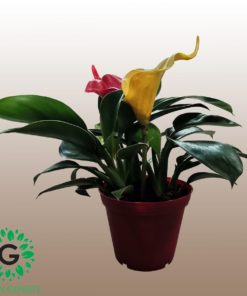 Philodendron 25cm فيلوديندرون