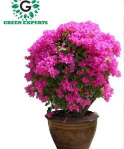 Bougainvillea Ball