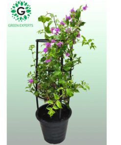 Bougainvillea Purple 4 Stick