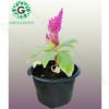 Celosia
