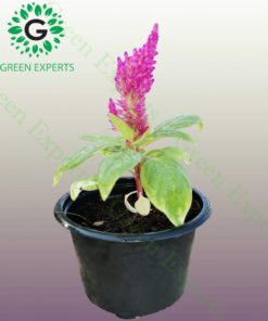 Celosia