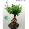 Ficus Bonsai