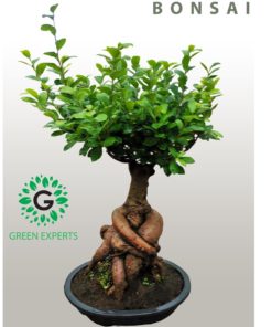 Ficus Bonsai