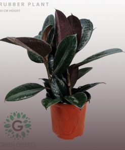 Ficus Elastica 3 Stem