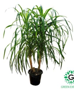 Dracaena Draco,