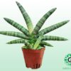 Dracaena Angolensis