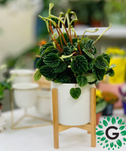 Peperomia Caperata Green