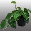 Scindapsus hanging