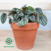 Peperomia Argyreia