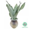 Snake Plant “Moon Shine”