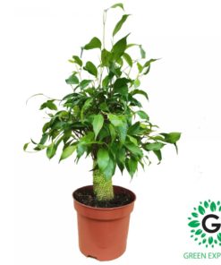 Ficus Benjamina