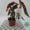 Begonia Maculata,
