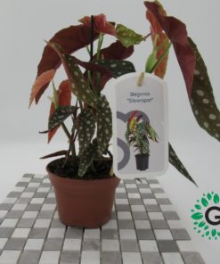 Begonia Maculata,