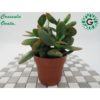 Crassula Ovata small / كراسولا أوفاتا صغير