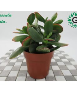 Crassula Ovata small / كراسولا أوفاتا صغير