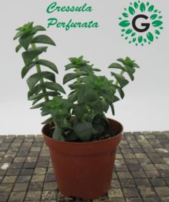 Cressula Perfurata P11