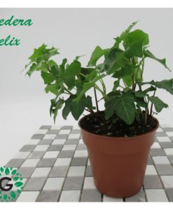 Hedera Helix P11 هيديرا هيليكس