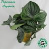 Peperomia Argyreia,