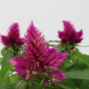 Celosia