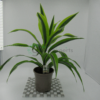 Dracaena Lemon Lime 50cm / دراسينا ليمون لايم