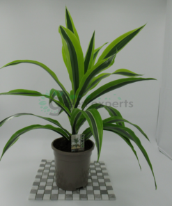 Dracaena Lemon Lime 50cm / دراسينا ليمون لايم