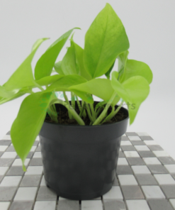 Neon Pothos 20cm / نيون بوثوس